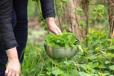 Woman gathers nettle at spring garden for healthy detoxify soup and tea