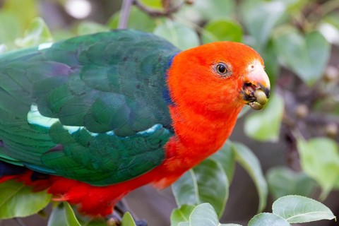 Australian King Parrot eating tree fruit in Melbourne, Victoria Australia