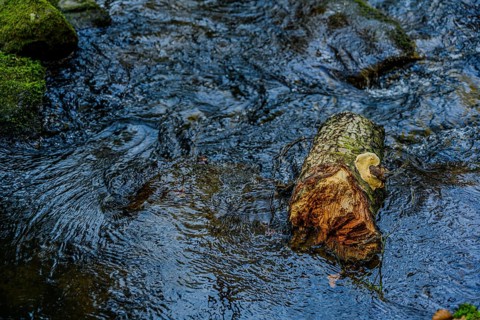 A tree trunk floats in a fast-flowing stream, surrounded by a clear water current, Höllbachtal,
