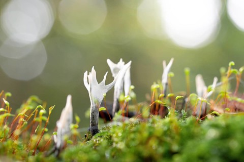 Candlestick fungus (Xylaria hypoxylon), fruiting body on dead wood between moss, North