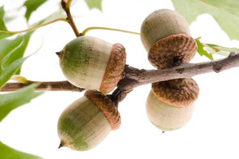 Acorn fruits with leaves isolated on white background, lodz