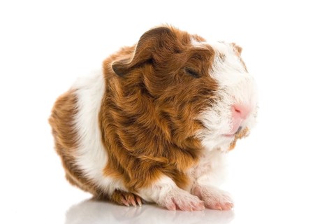 Newborn guinea pig. texel, poland