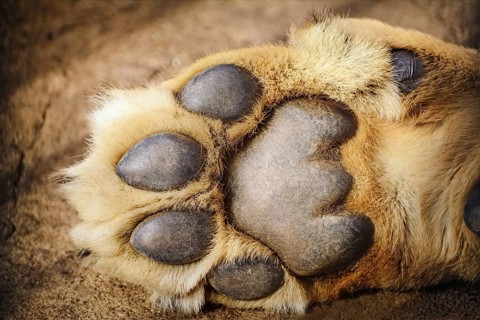 Paw of Lion Showing Pads Varna, Bulgaria, Europe