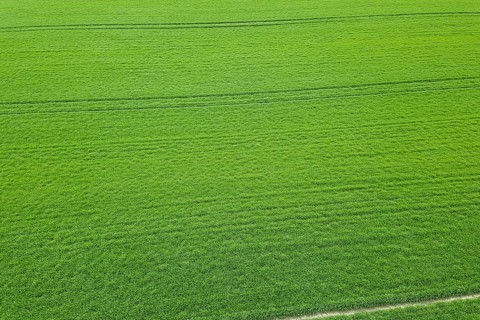 Green field spring season. Aerial view. Wheat