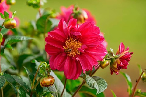Open red flower of Dahlia Latvia