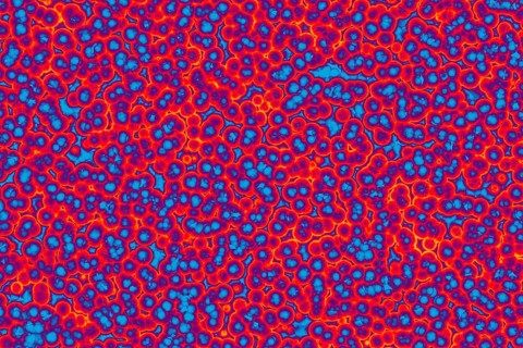 Shape of bacterial cell: cocci, bacilli, spirilla bacteria background