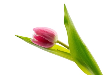 One pink tulip. Isolate on white background
