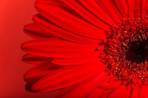 Red Gerbera flower blossom