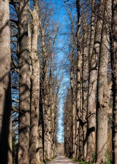 Lindenallee, City of Eutin, Schleswig-Holstein