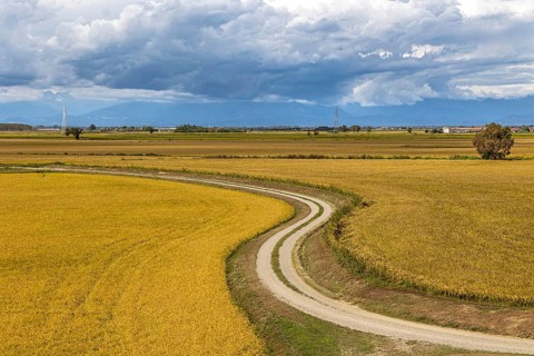 Field path leading through wide yellow feathers under a cloudy sky, Po Plain, Province of
