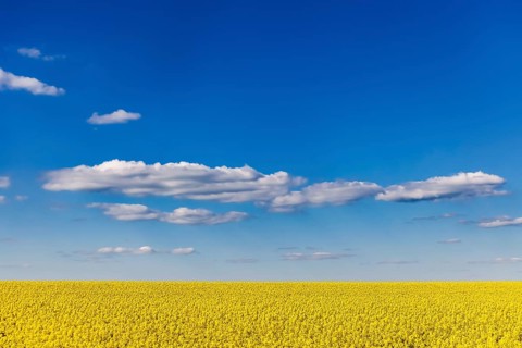 Rape field in bloom against a blue sky with clouds. Landscape near Dornstadt Baden-Württemberg,