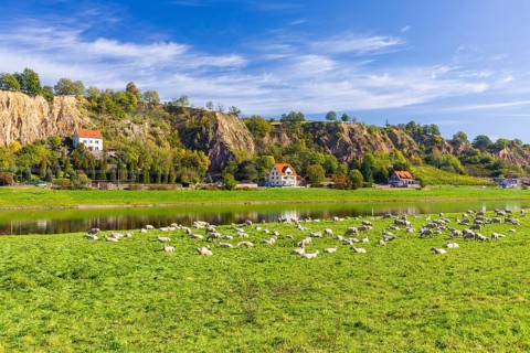 Flock of sheep (ovis) on the Elbe meadow near Meißen opposite Karpfenschänke, Meißen, Saxon
