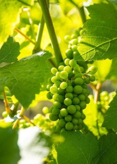The grapes are growing, Prinz zur Lippe vineyard, Proschwitz, Meissen, Saxony, Germany