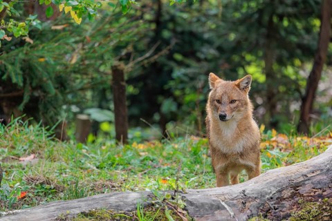 A golden jackal (Canis aureus) stands behind a rotting tree lying on the ground