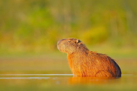 Capybara, Hydrochoerus hydrochaeris, Biggest mouse in water with evening light during sunset,