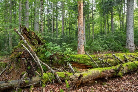 Mixed mountain forest with copper beech (Fagus sylvatica) and spruce (Picea abies), lying deadwood