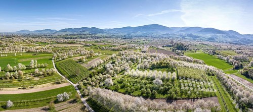Spring near Sasbach in the Achertal valley in the Ortenau district. Orchards in bloom, the Black
