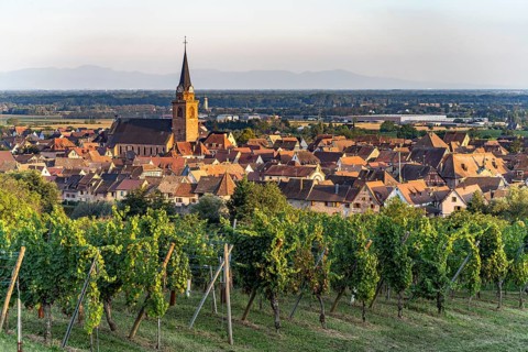 Vineyard in front of the town view Bergheim, Alsace, France