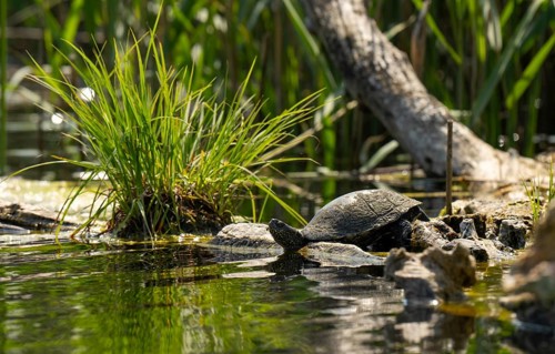 European pond turtle (Emys orbicularis), female, sunbathing, tree trunk, water, Lower Austria