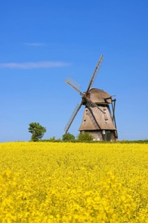 Farver Mühle, Farver windmill, smock mill in flowering rape field at Wangels, municipality in