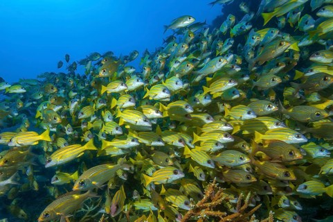 Large school of blue-striped snapper (Lutjanus kasmira), Indian Ocean, Maldives