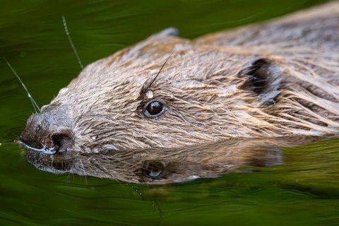 Eurasian beaver (Castor fiber) swimming on a lake, Bavaria, Germany