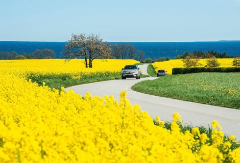 Traffic on curvy country road through blooming rapeseed fields and with the Baltic Sea behind at