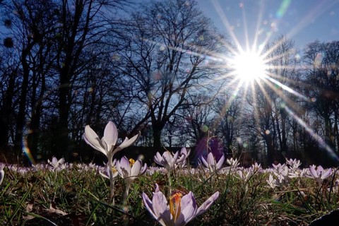 Crocus meadow with sun, early March, Germany