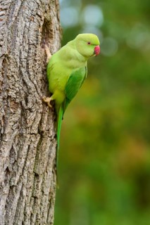 Green collared parakeet (Psittacula krameri), sitting in the nesting hole of a tree, looking