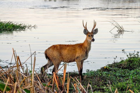 Pampas deer (Ozotoceros bezoarticus), male, in Colonia Carlos Pellegrini, Esteros del Iberá,