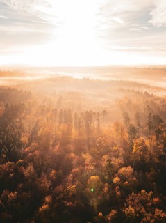 Sunbeams break through the fog over an autumnal forest, creating an atmospheric morning landscape,