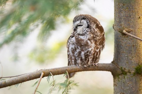 Boreal owl (Aegolius funereus) sitting in a tree in winter, Bavarian Forest Nationalpark, Bavaria,