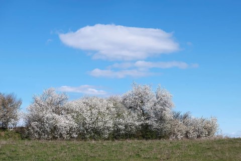 Blooming blackthorn hedge (Prunus spinosa) at a field edge, Schorfheide-Chorin Biosphere Reserve,
