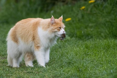 A long-haired orange and white domestic cat (Felis catus) carrying prey in its mouth and running