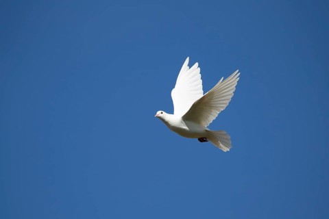 White or Release dove (Columba livia domestica) adult bird in flight, England, United Kingdom