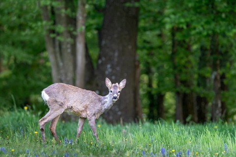 Roe deer (Capreolus capreolus), male young animal, Limbach, Burgenland, Austria