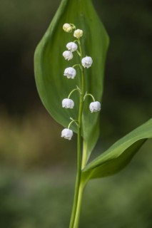 Lily of the valley (Convallaria majalis), Emsland, Lower Saxony, Germany