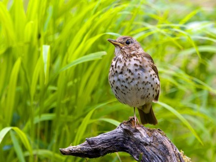 Song thrush (Turdus philomelos) sitting on a branch, Solms, Hesse, Germany