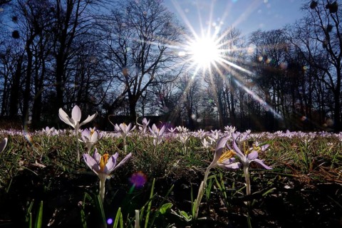 Crocus meadow with sun, early March, Germany
