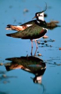 Lapwing, Austria, Northern lapwing (Vanellus vanellus), Lake Neusiedl National Park, Austria