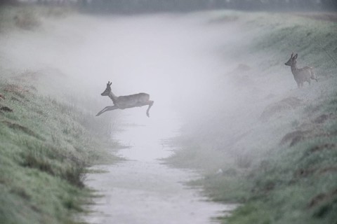 Roe deer (Capreolus capreolus), jumping over a ditch, Emsland, Lower Saxony, Germany