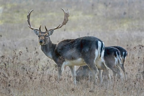 Fallow deer (Dama dama), in the hunter's language Damwil, deer, foraging in early winter, flowering