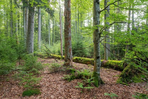 Mixed mountain forest with copper beech (Fagus sylvatica) and spruce (Picea abies), lying deadwood
