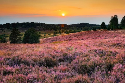 View from the Suhorn with a view of the Wümmeberg, Lüneburg Heath nature park Park at sunset, Lower