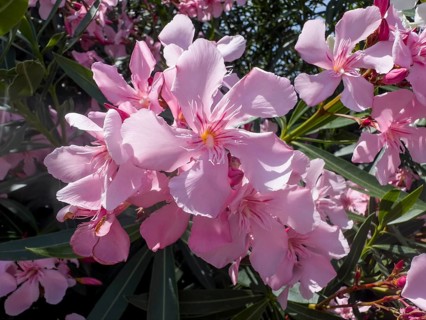 Flowering oleander (Nerium oleander), Italy