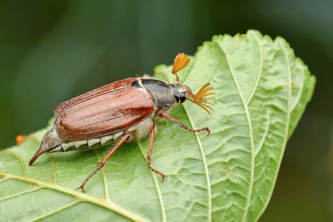 Wood cockchafer (Melolontha hippocastani), male, on a leaf of a horse chestnut (Aesculus