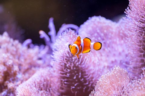 Orange clownfish (Amphiprion percula) in a aquarium, captive, Germany