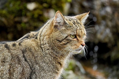 Uropean wildcat or forest cat (Felis silvestris), captive, Switzerland