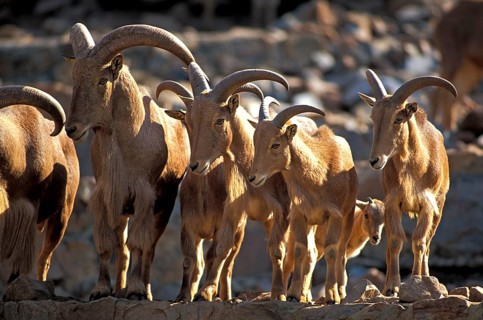 Barbary Sheep (Ammotragus lervia)