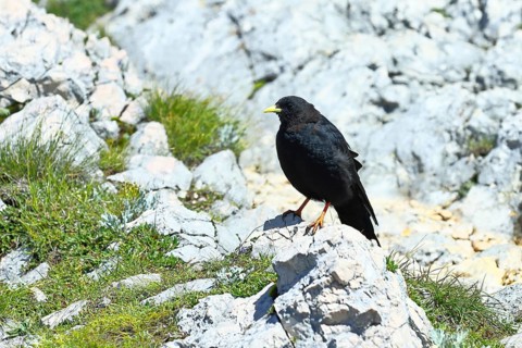 Alpine chough or yellow-billed chough (Pyrrhocorax graculus) on a grassy rock, Untersberg, Anif,